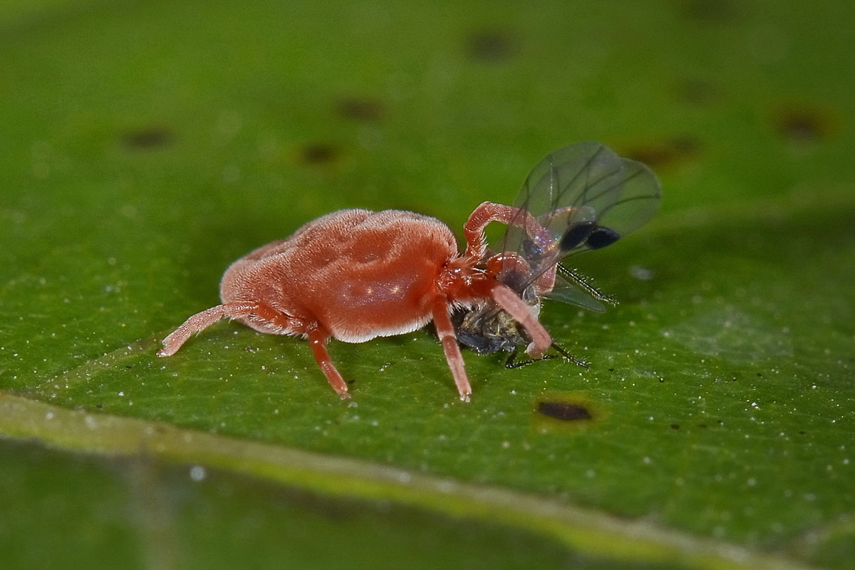 Trombidiidae razziatori di uova di opilioni e di afidi